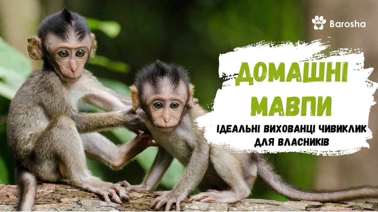 🐒  Домашні мавпи  🐒 ідеальні вихованці чи виклик для власників 🐒
