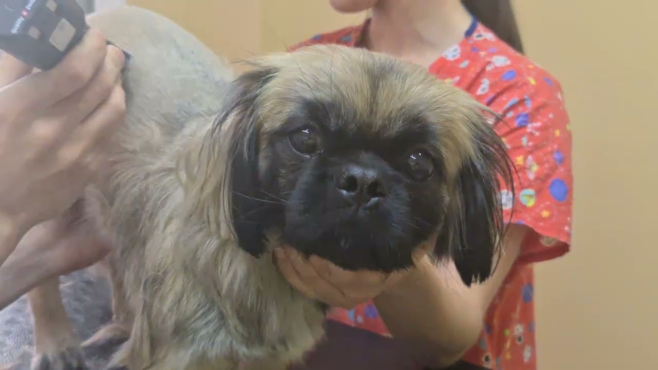 Pekinez Köpek Traşı | Pekinez Tıraşı ve Bakımı Kuaförü İstanbul