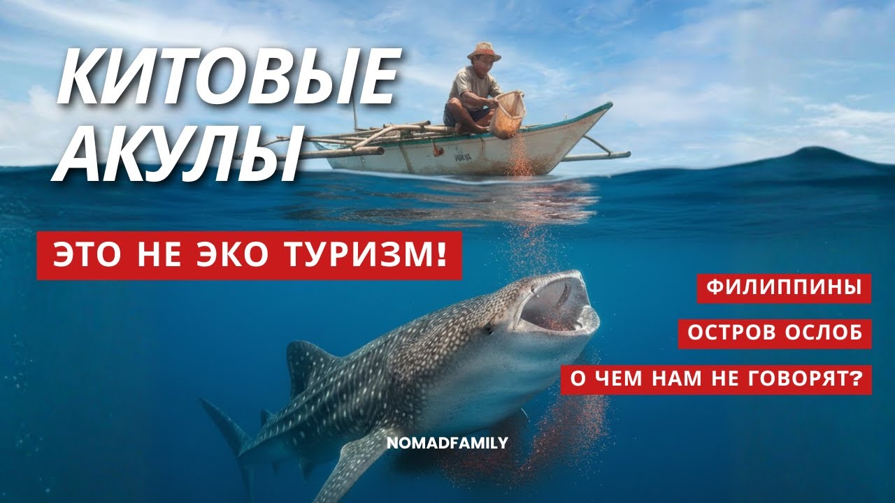 Китовые акулы на Ослобе. Пожалели о поездке. 