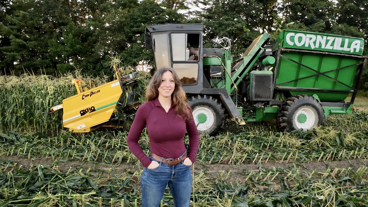 Early Morning Sweet Corn Harvest in Maine