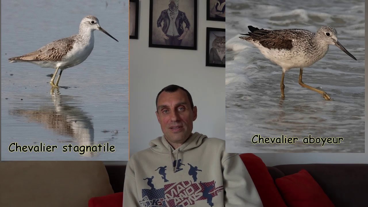 Formation Ornitho Limicoles leçon 4 (2020)