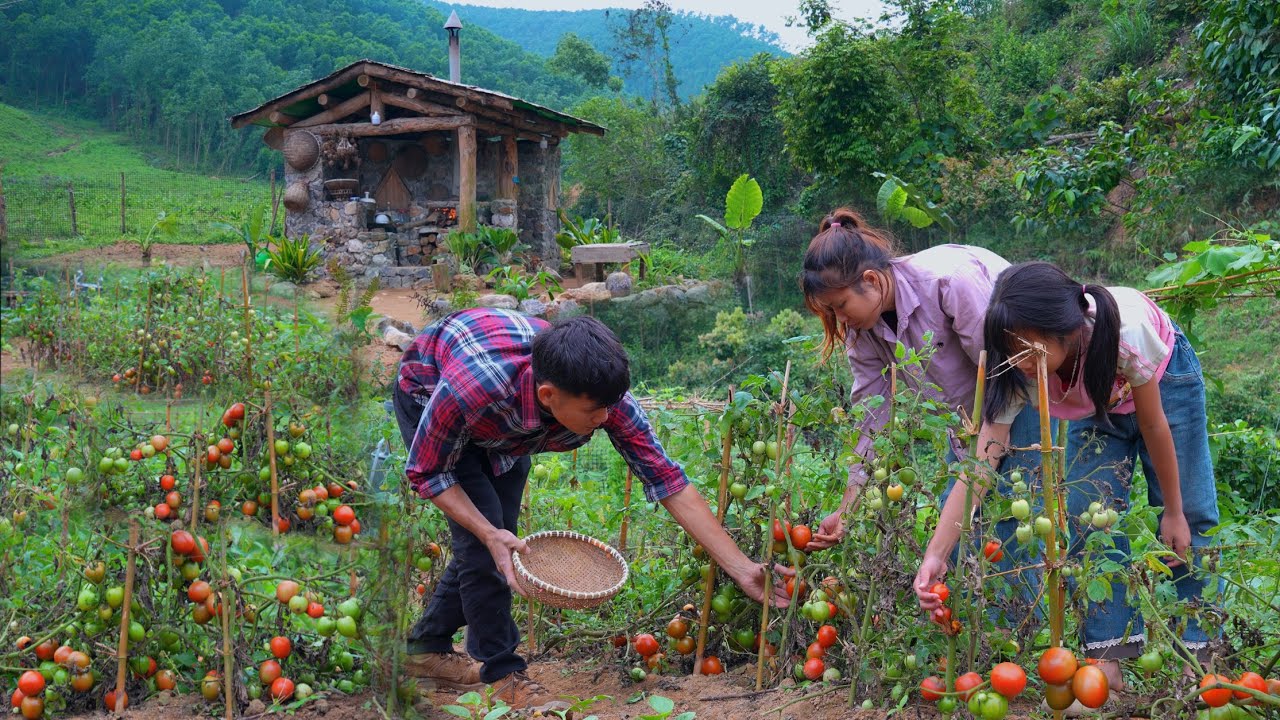 Living OffGrid + Family Harvesting Organic Tomatoes + Cooking Delicious Tomato Sauce