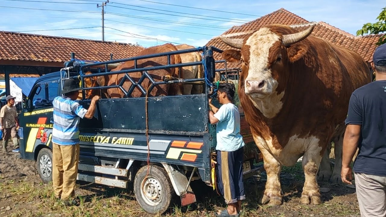 UPDATE HARGA SAPI RAKSASA‼️PASAR SAPI MAKIN RAMAI🔥🔥🔥