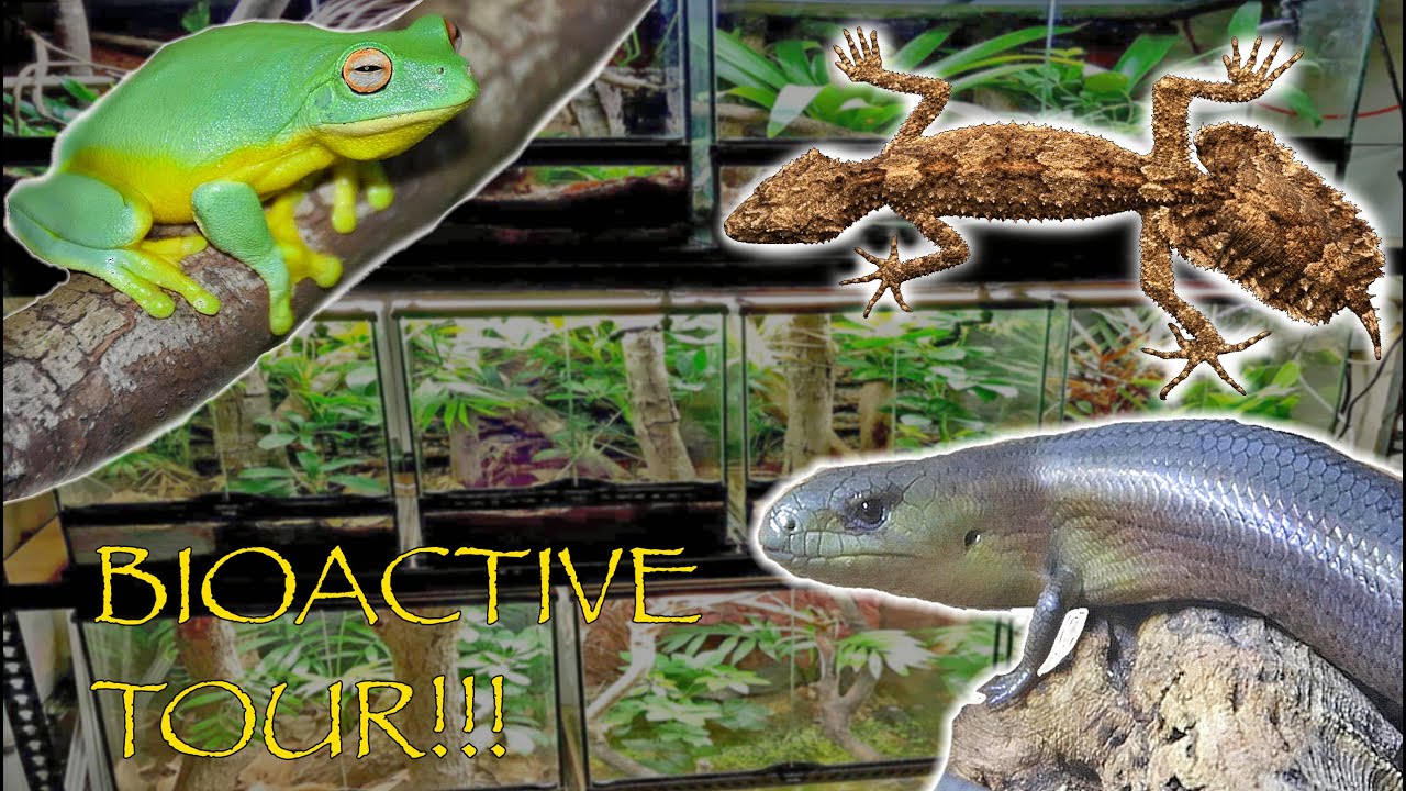 Bioactive Enclosure Tour! RARE Geckos, Skinks & Frogs!!