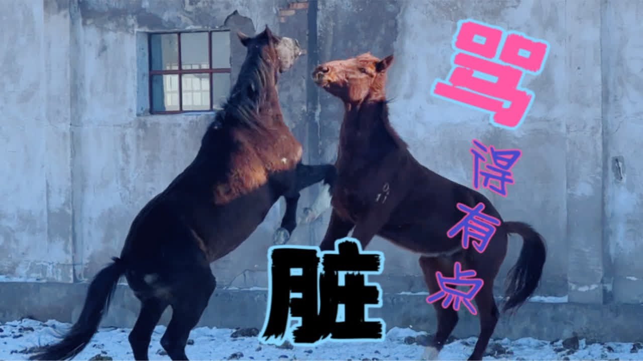 马儿会有嫉妒心吗？