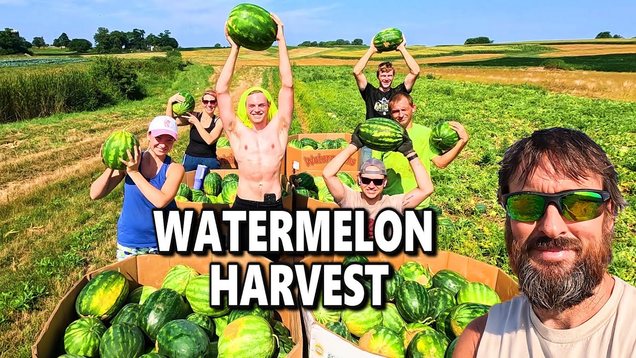 Hot Morning Harvest 🌱 Watermelons, Tomatoes & Beans