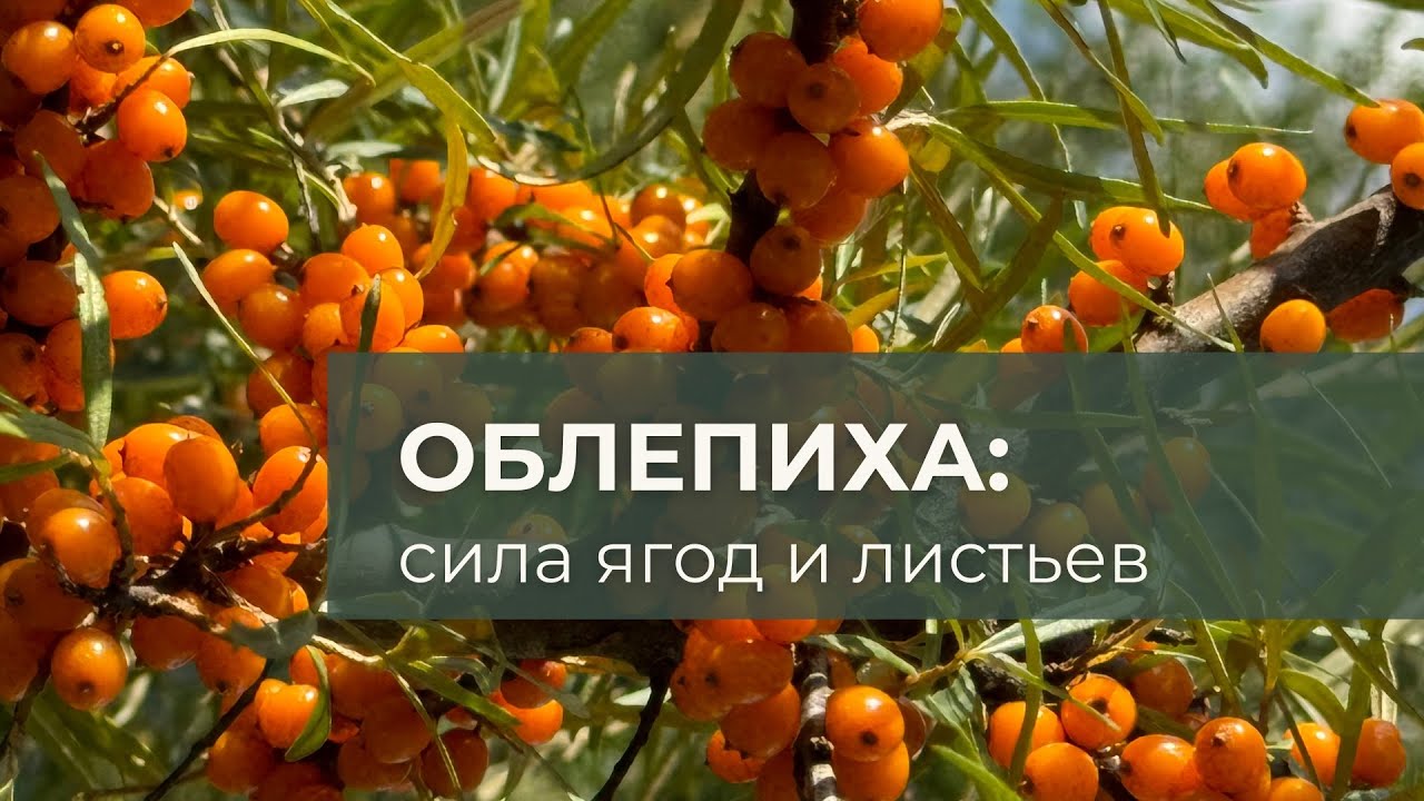 Сила облепихи: ценность ягод, листьев и рецепт полезного чая!