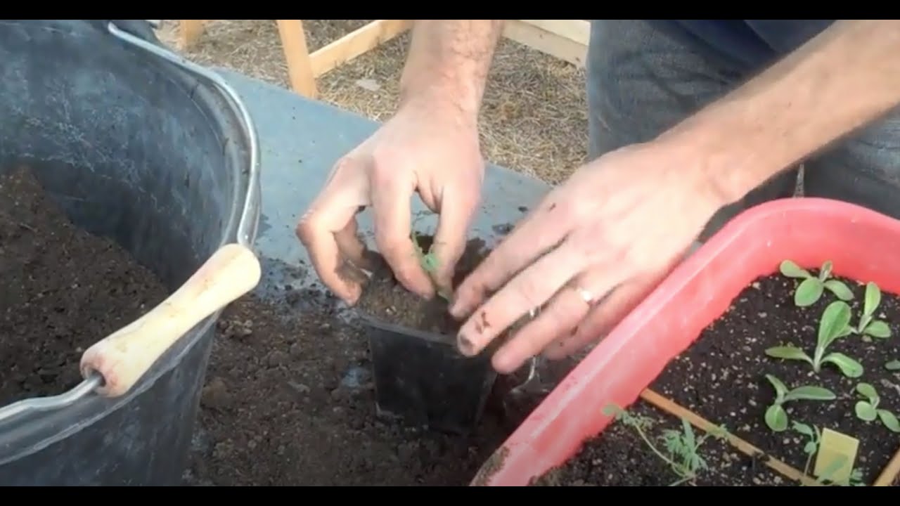 Transplantation de plantules de médicinales