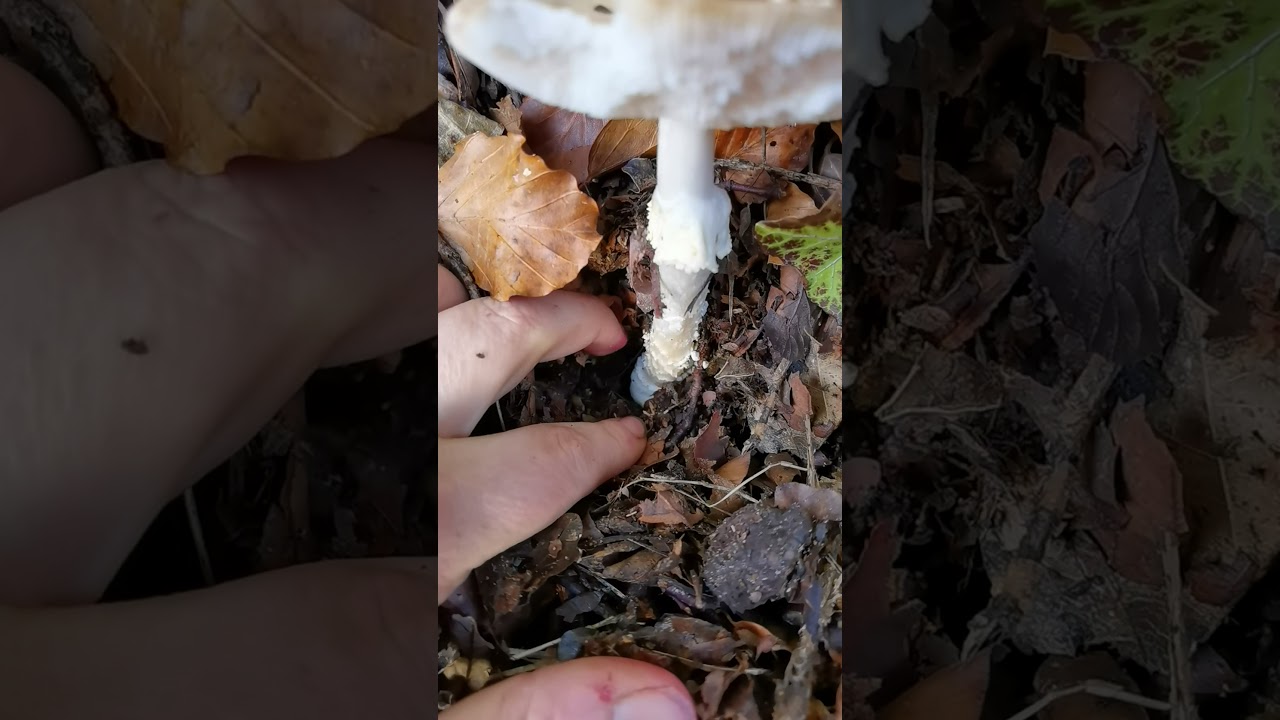 Identifying toxic fungi: Amanita pantherina - panther cap