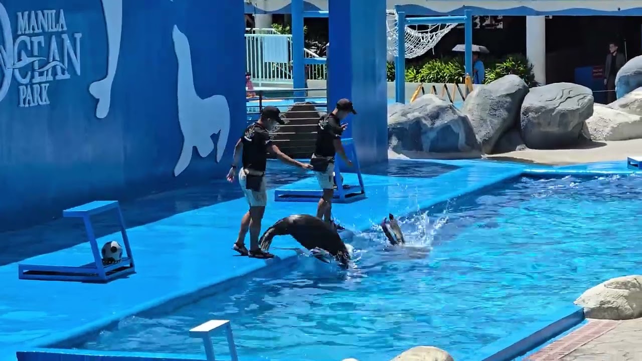 Manila Ocean Park Sea lion show 2025