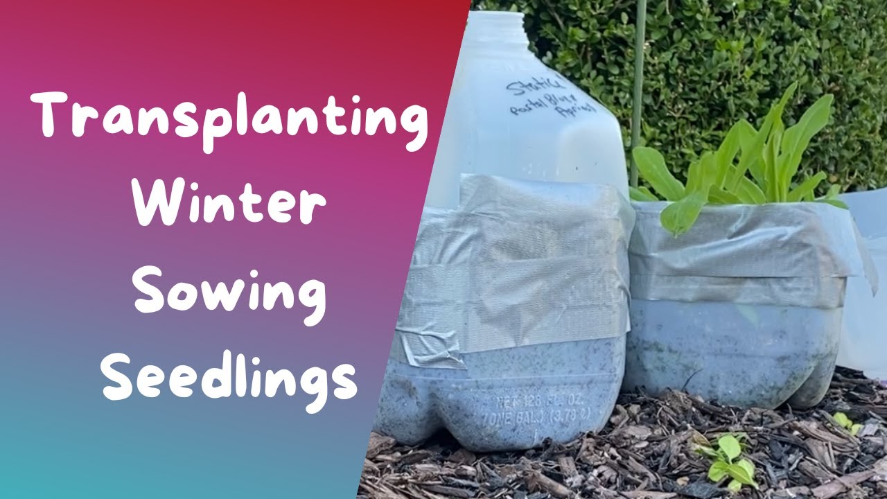 How to Transplant Winter Sown Flower Seedlings directly into the garden
