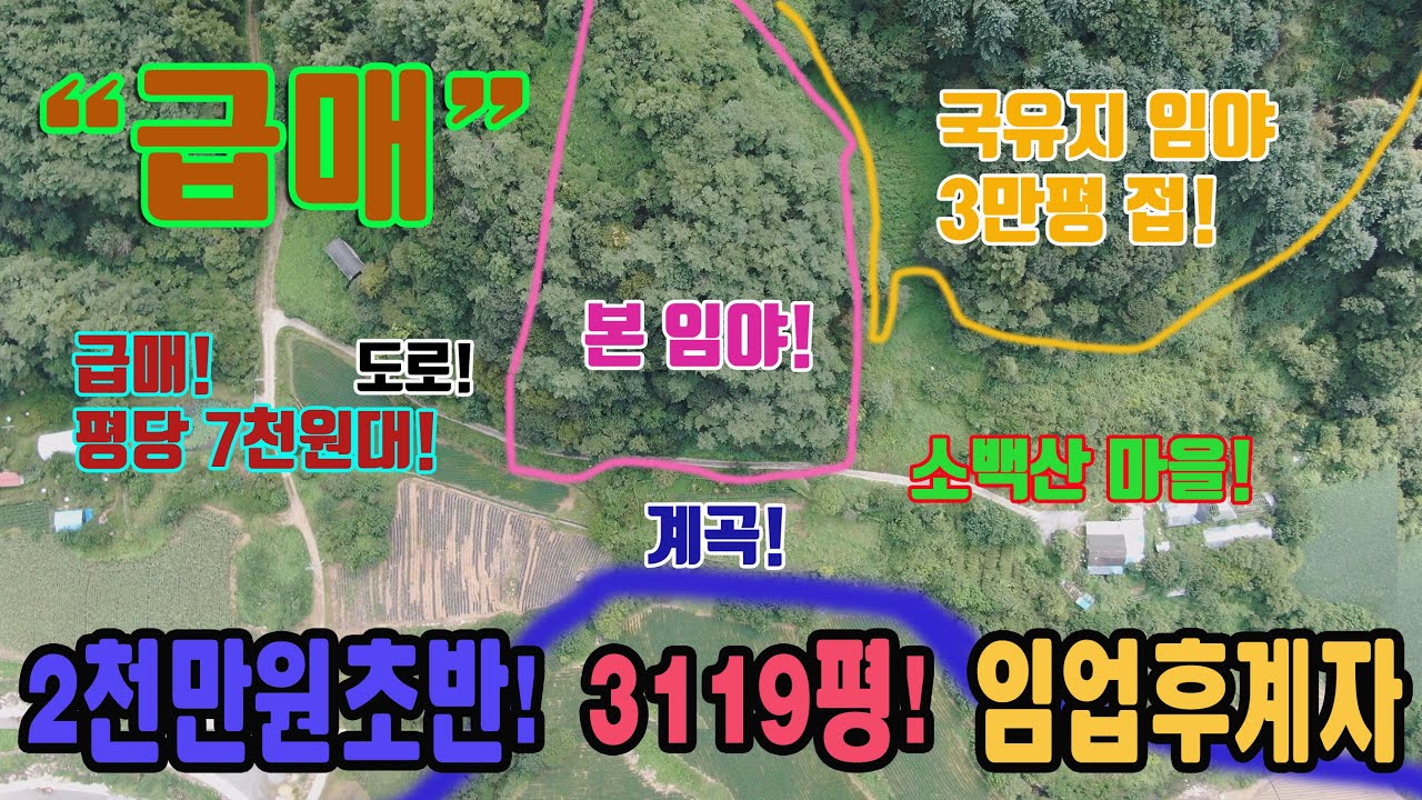 급매 싼 임야 매매 2천만원초반 평당7천원대 대박 국유지 3만평 접 소백산 계곡 옆 국유지 3만평 접 도로 정비 완료 임업후계자 자연인 땅 충북 단양군 가곡면 어의곡리 임야 매매