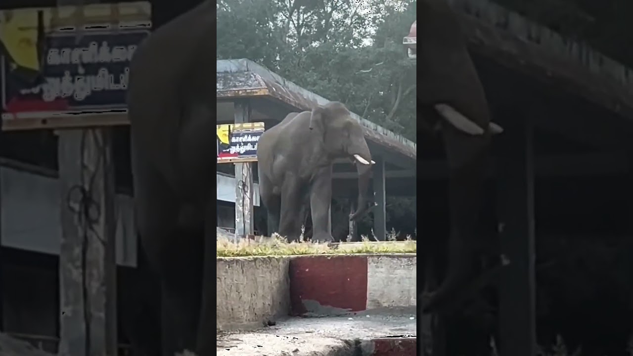 Elephant|Velliangiri Temple|elephant attack #elephant #elephantattack
