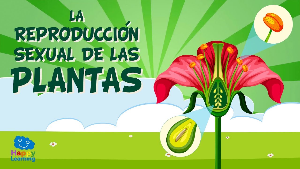 LA REPRODUCCI&Oacute;N SEXUAL DE LAS PLANTAS.  Las partes de una flor | V&iacute;deos Educativos para Ni&ntilde;os