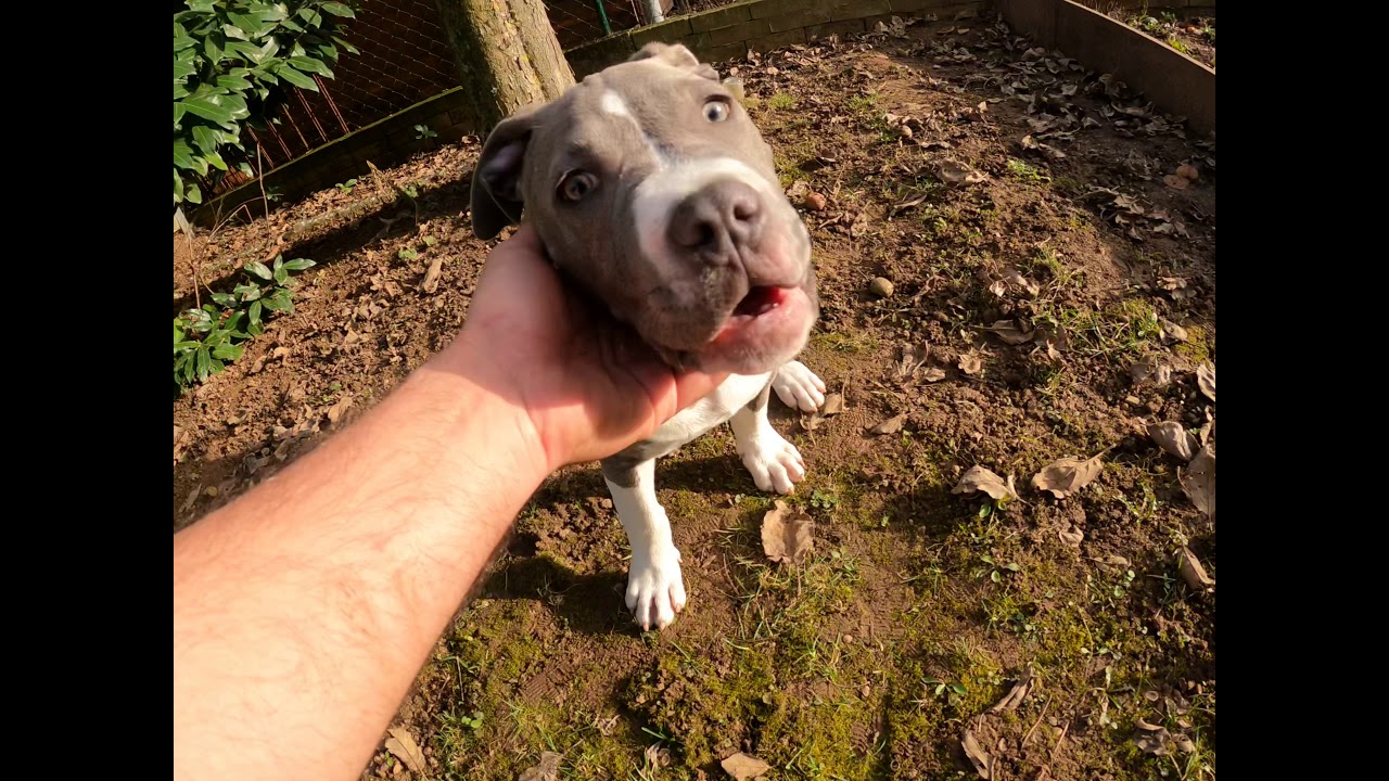 AmStaff PABLO OPERASYON‘DA KEDI KACTI