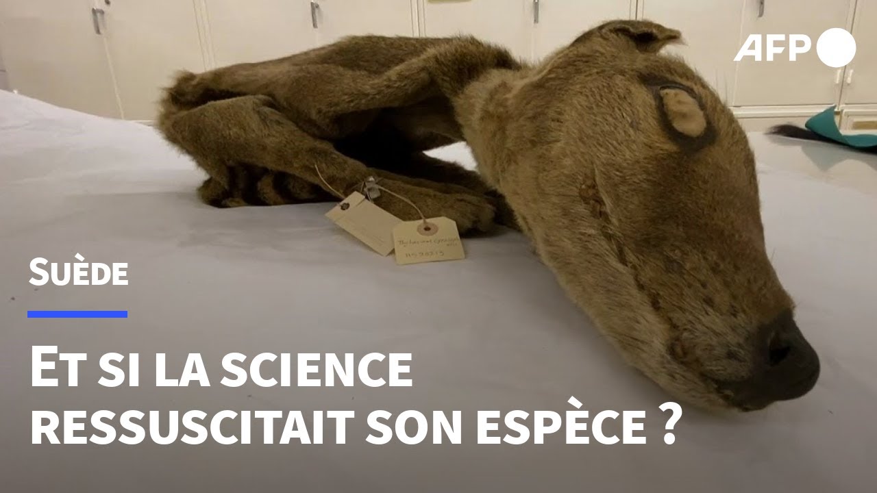 Ressusciter le tigre de Tasmanie ? Des scientifiques récupèrent l'ARN d'une espèce éteinte | AFP