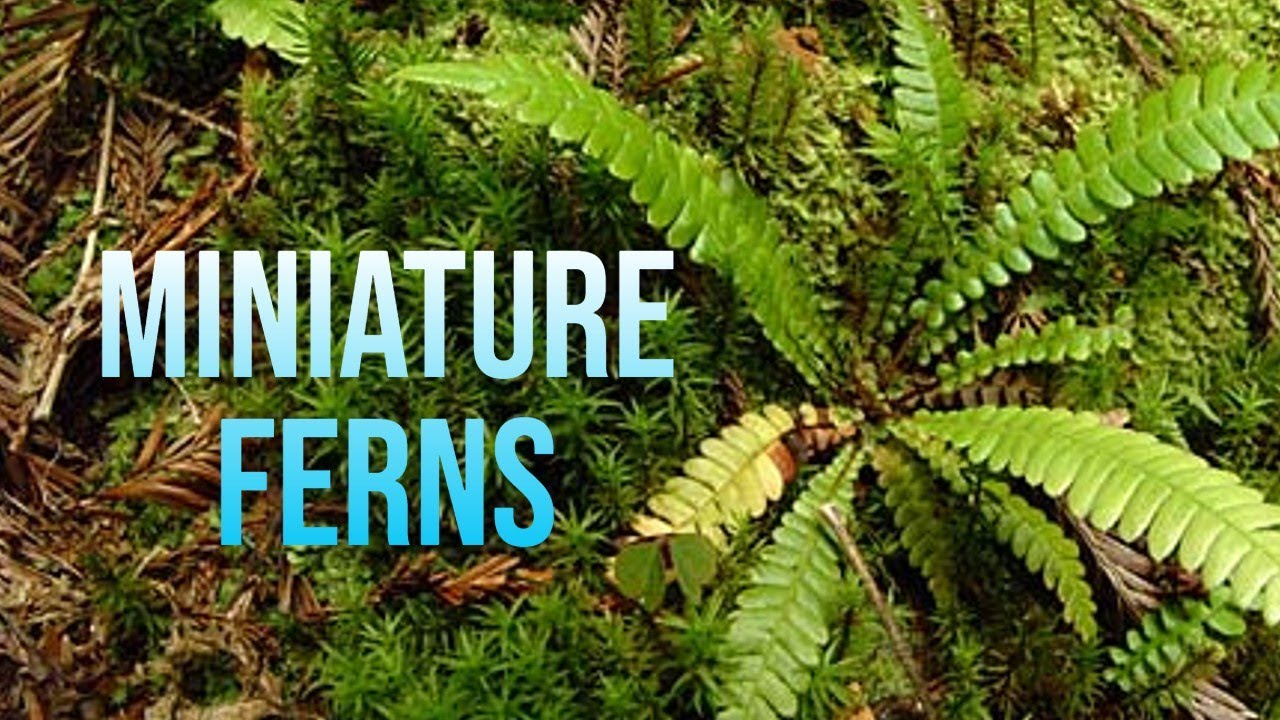 Miniature Ferns made from paper #diy #craft #papercraft