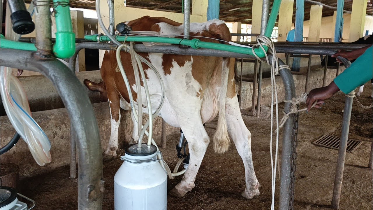 THE MAGIC GRASS THAT ADD MILK 100%. Juncao Grass, High protein Fodder in Livestock Farming.