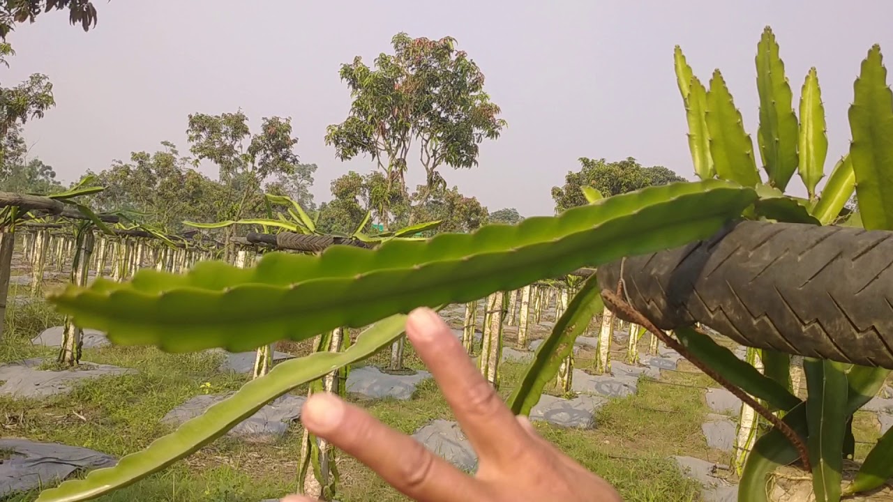 dragon fruit farm visit in chitwan Divya nagar###