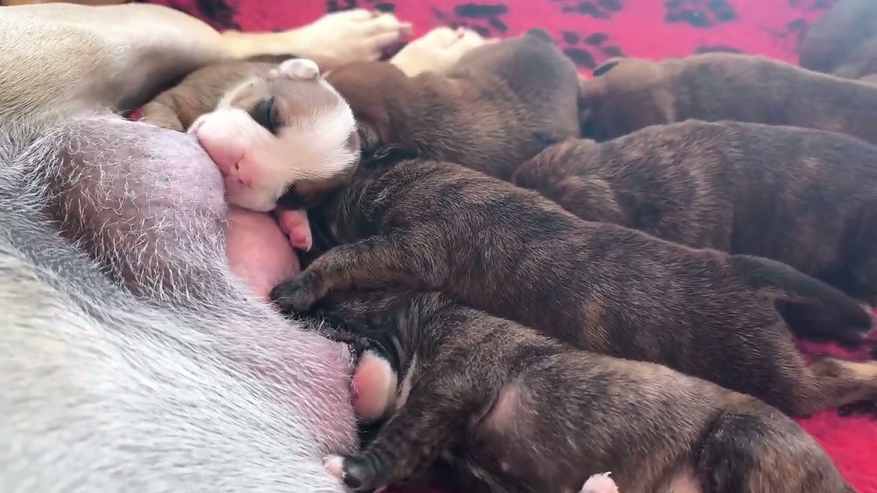 Ko Technique 🥰