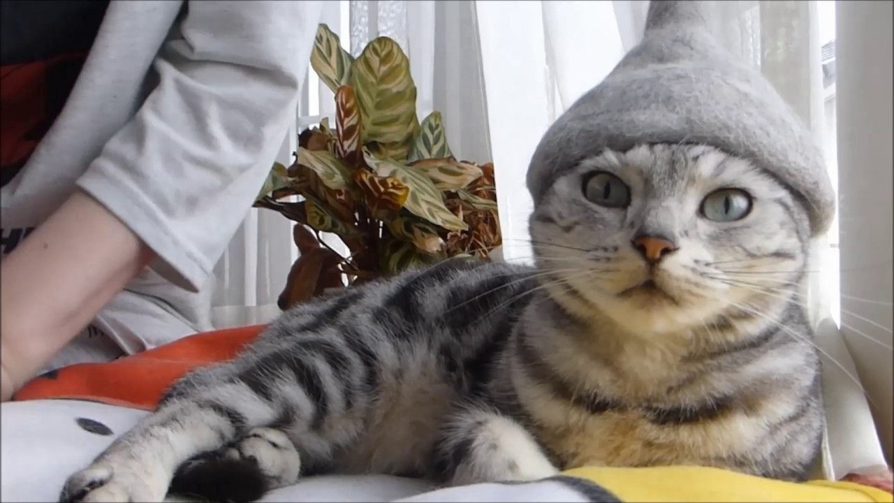 母ちゃん大好きが度を越した猫が… 赤ちゃん声で泣きながら八つ当たり！ - Cat couldn't find Mom, went nuts
