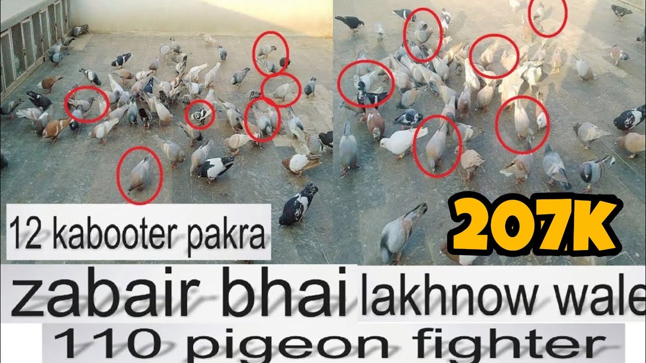 zubair bhai iakhnow wale | 110 Gola kabootaron ki ladaiyan | 12 kabootar pakra | gola Kabutar