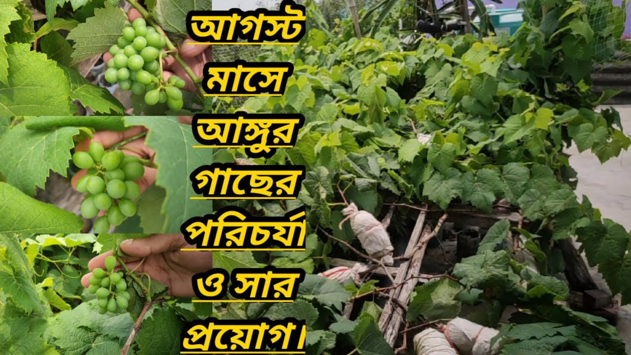 আগস্ট মাসে আঙ্গুর গাছের পরিচর্যা ও সার প্রয়োগ।Grape plant care and fertilizer application in August