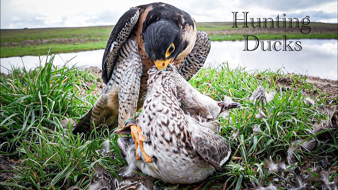 Falconry hunting ducks
