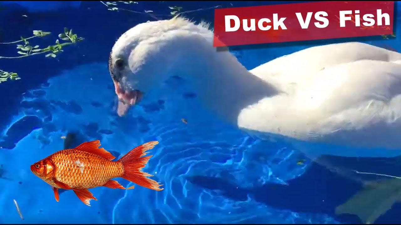 French Muscovy Ducks eating Feeder Fish