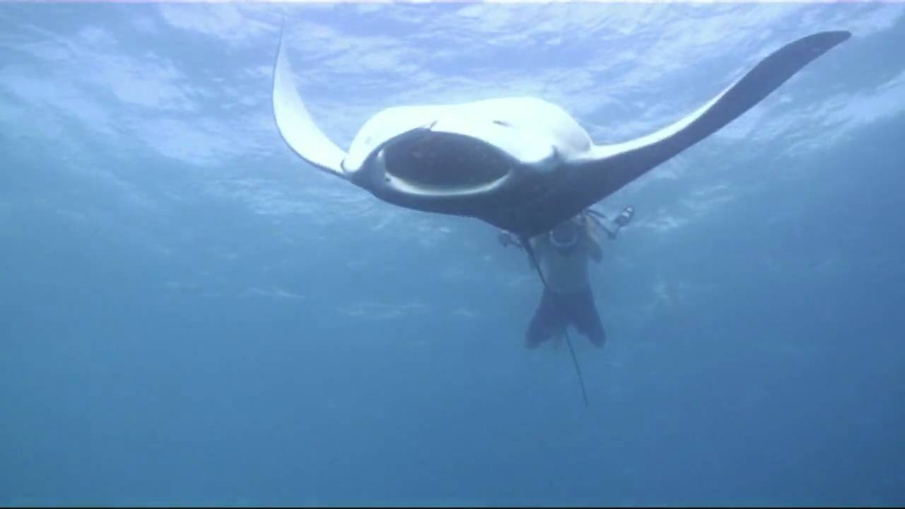 Plankton Feeders HaniFaru Lagoon