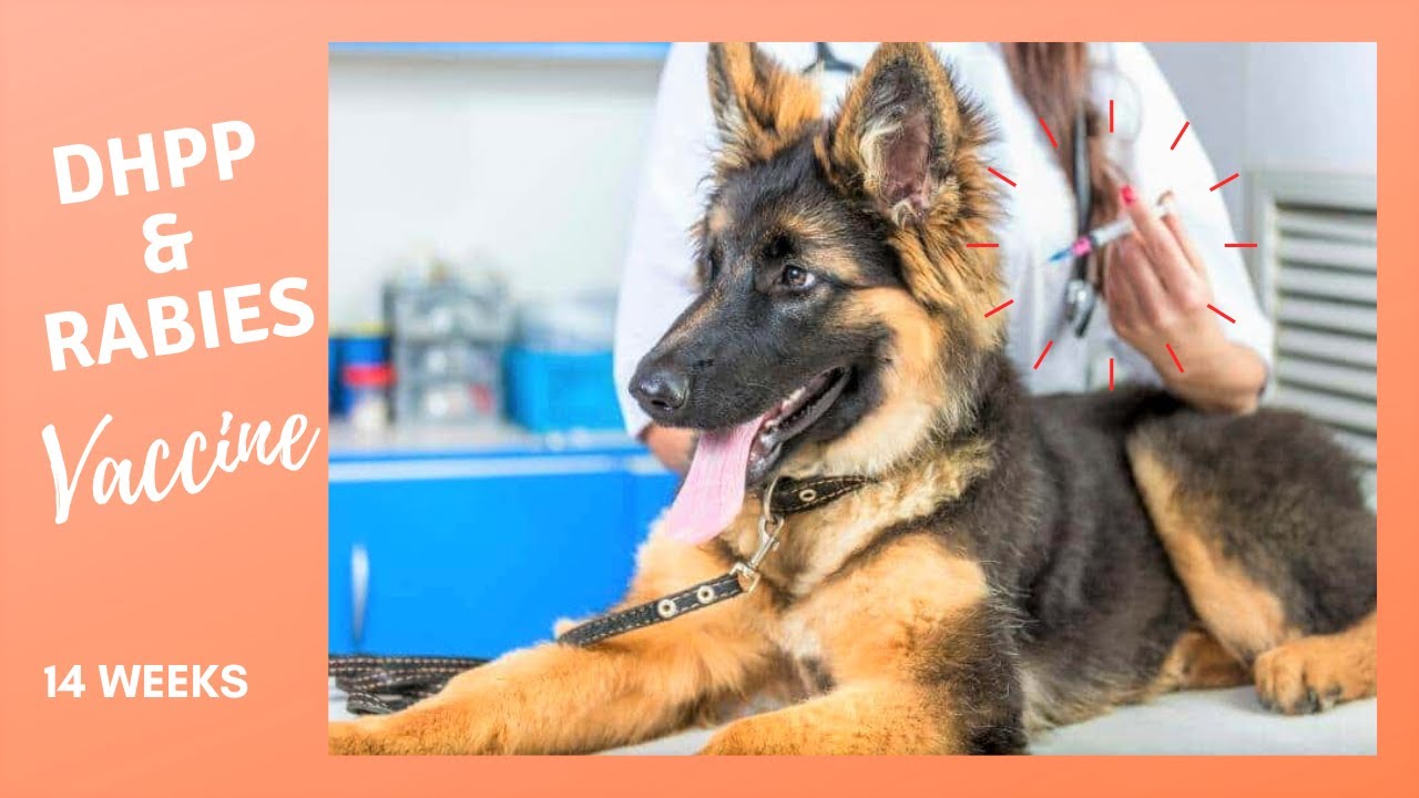 #vaccine DHPP & Anti- RABIES Pet Vaccine | Tempe Pet Clinic
