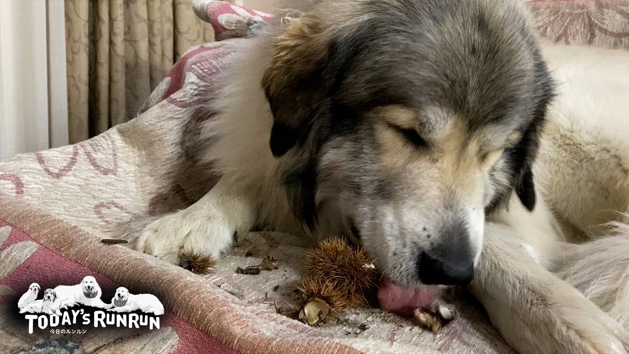 イガグリにガブリと噛みつき器用に分解するベルです　Great Pyrenees　グレートピレニーズ