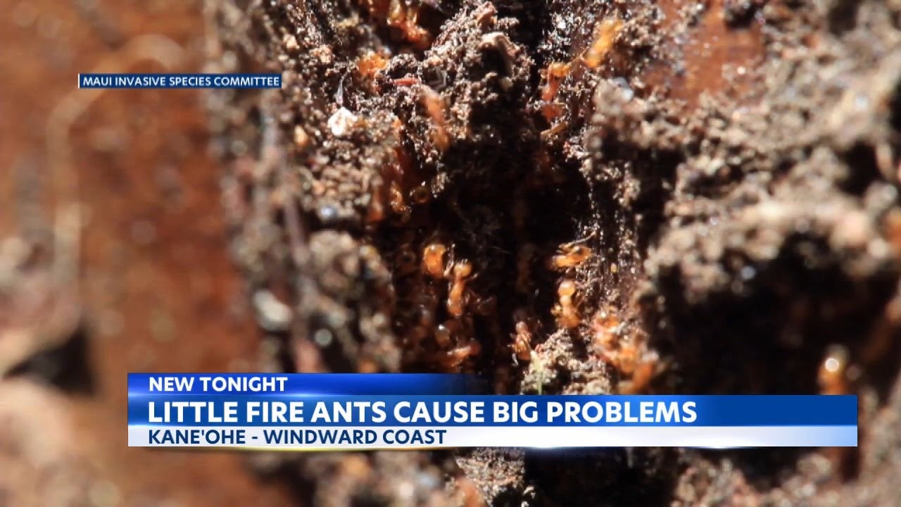 Little fire ants causing big problems in Kaneohe