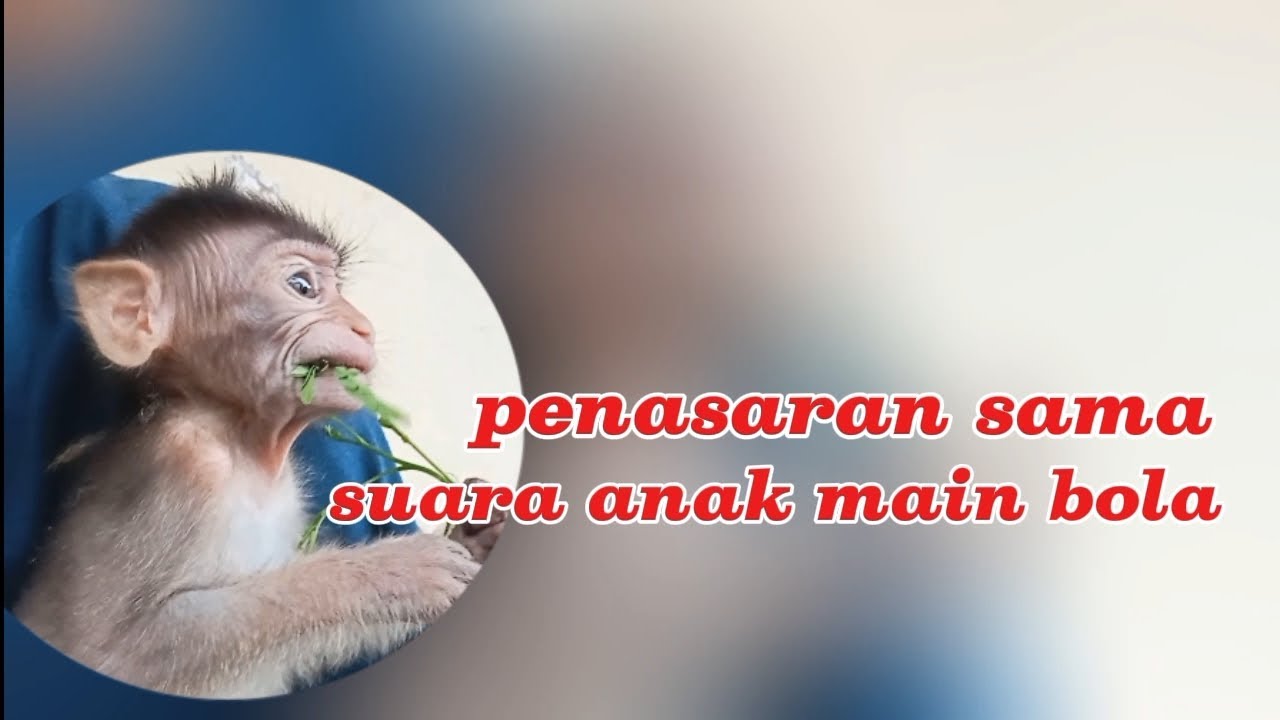 Baby Monyet Penasaran dan kabur saat mendengar suara anak bermain bola