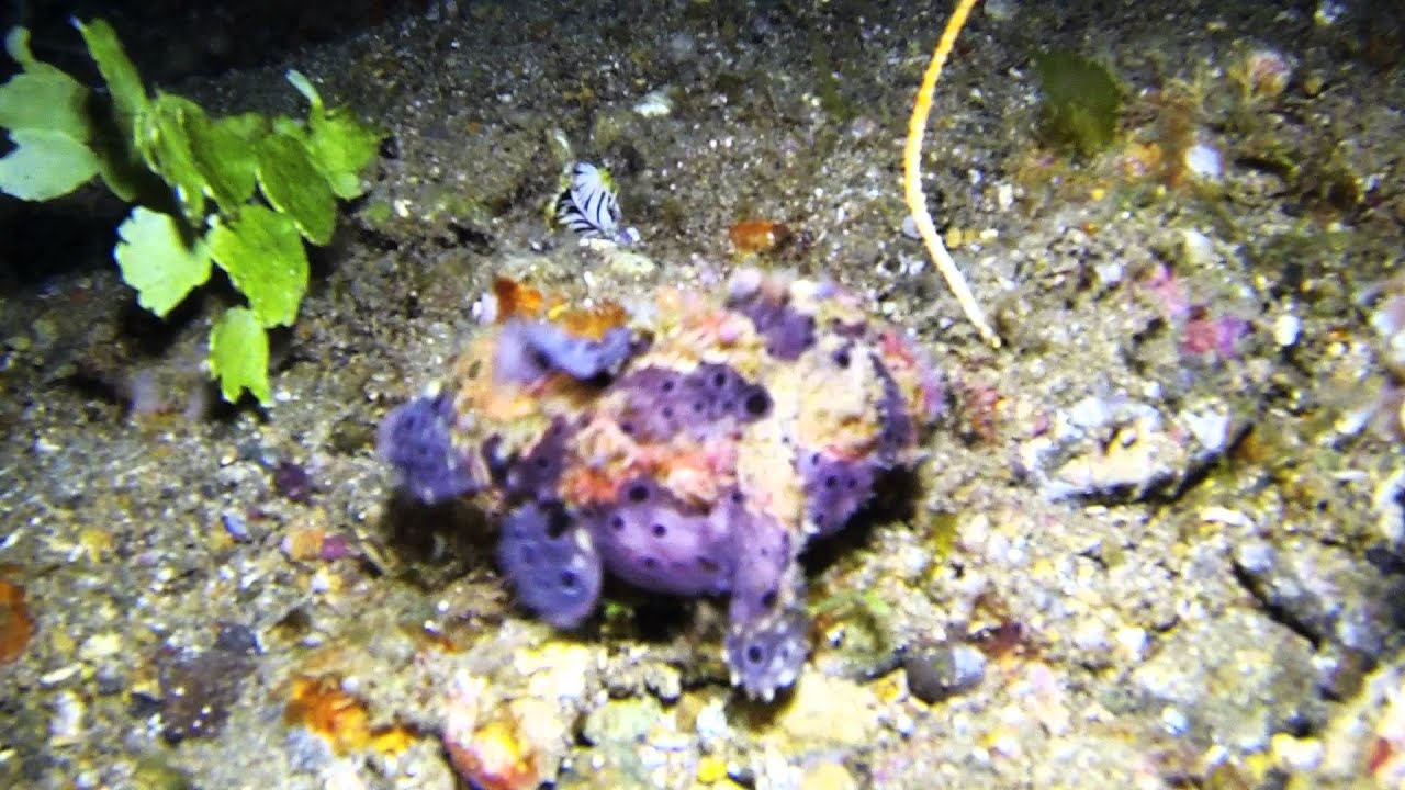 A Frogfish Stalking and Catching its Prey in slow motion