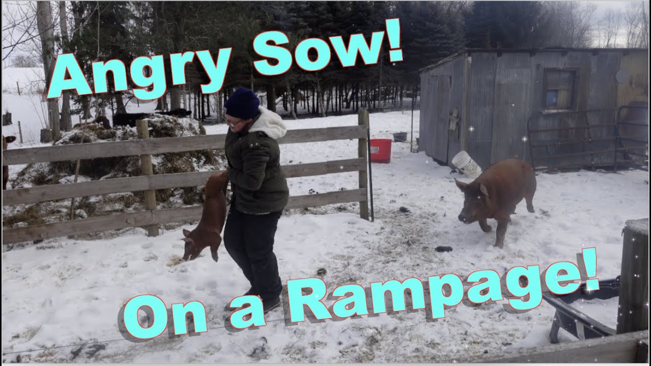 Protective Sow! Tamworth Sow gives Chase!