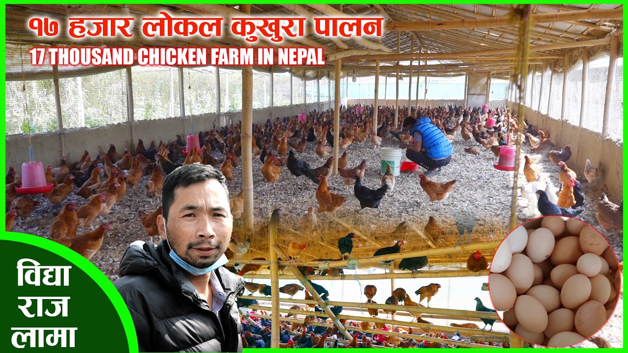 विदेश जान्छु भन्दा भन्दै १७ हजार लोकल कुखुरा पो पालियो त ll LOCAL CHICKEN FARM IN NEPAL ll BIDHYA