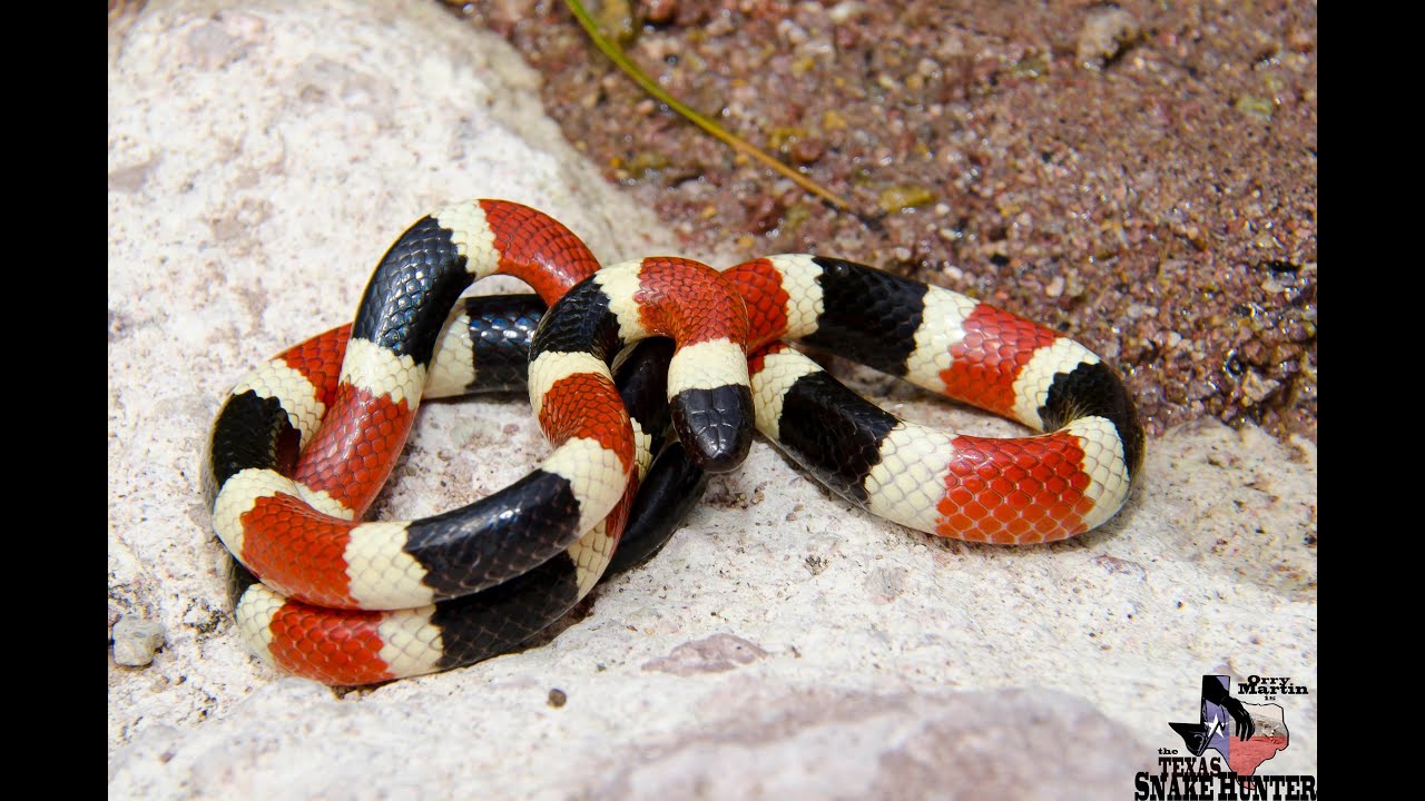 Arizona Coral Snake