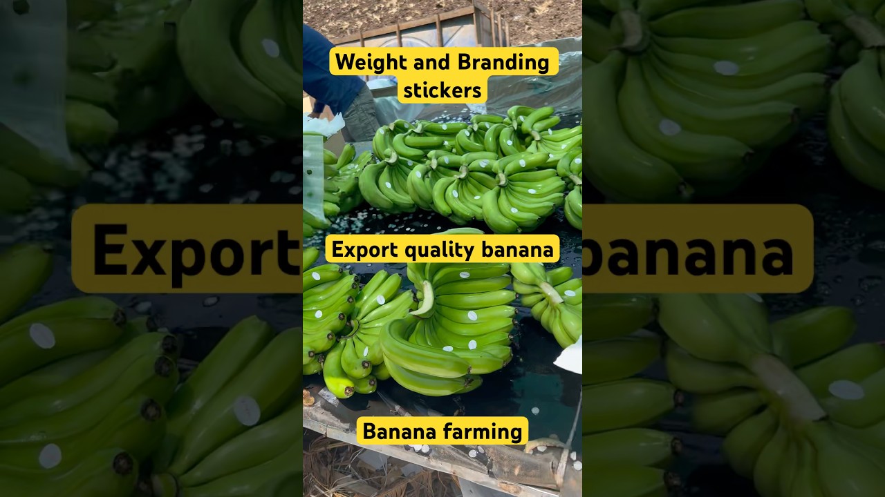 Weight and branding stickers | Export quality bananas| banana export | Farming #banana #farm #export