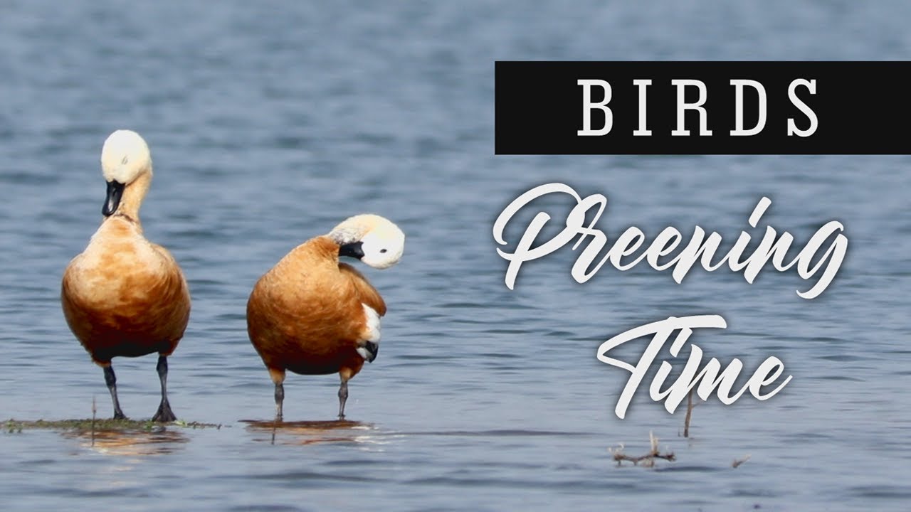 Birds - Preening Time