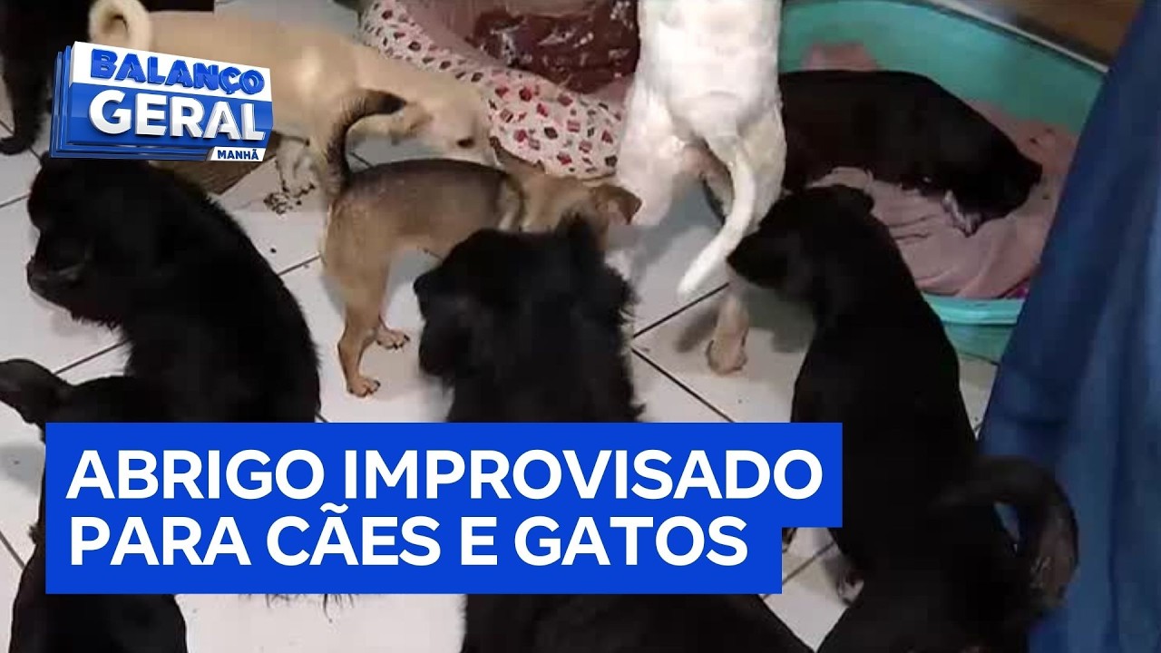 Após resgatar 41 animais, mulher transforma casa em abrigo e busca ajuda