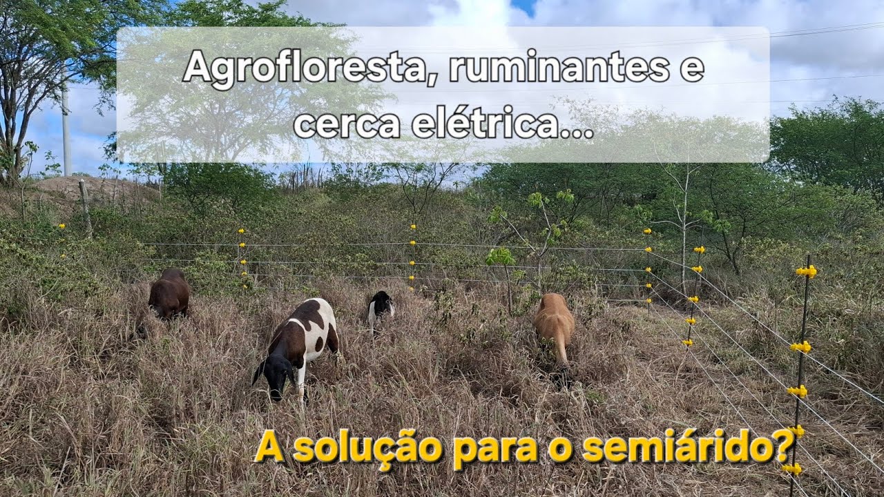 O início de um novo ciclo. Agrofloresta, Animais e Cerca elétrica. 