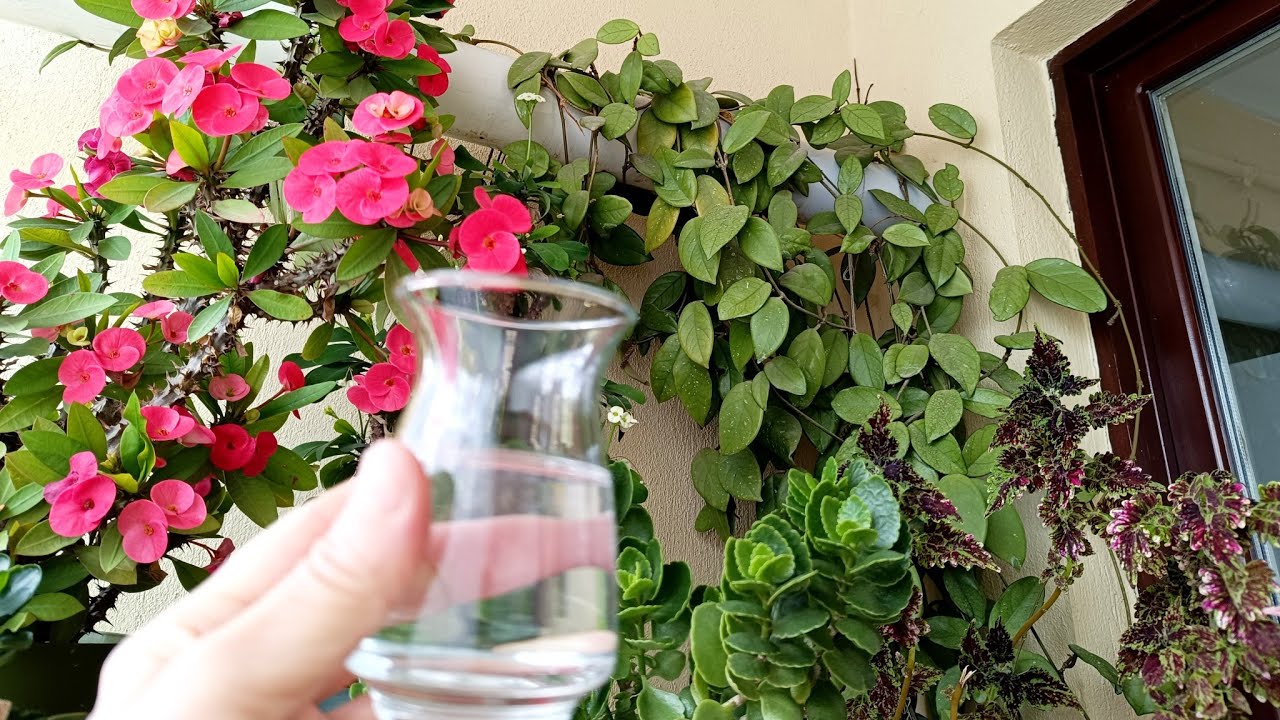 MUM ÇİÇEĞİ BAKIMI ✅ KIŞ UYKUSUNDAN UYANDIRMA ZAMANI GELDİ 🤗