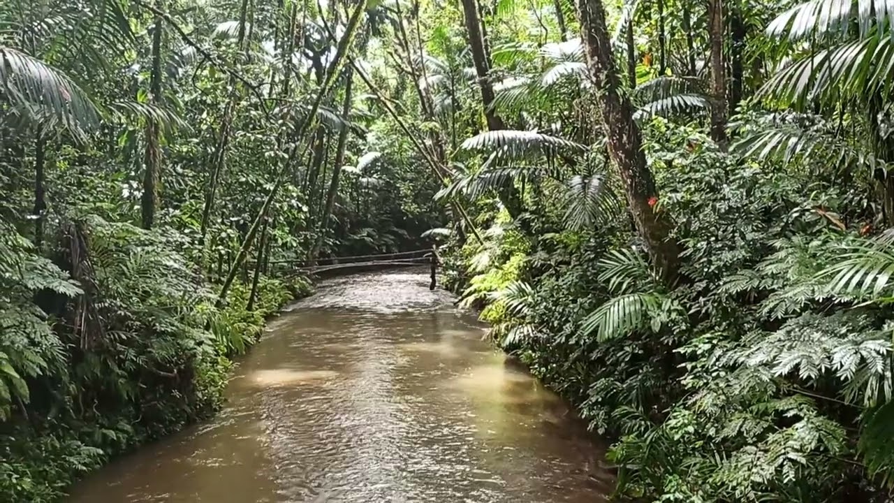 Ngardmau Rainforest (Babeldaob Island) July 2025 - Pristine Paradise Palau 🇵🇼🌴