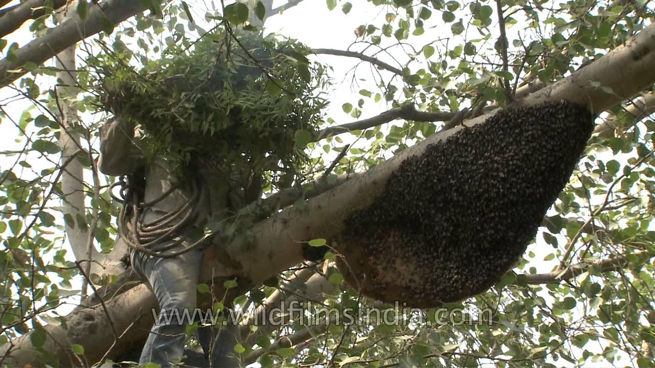 Chasing the Bees away: Traditional honey removal