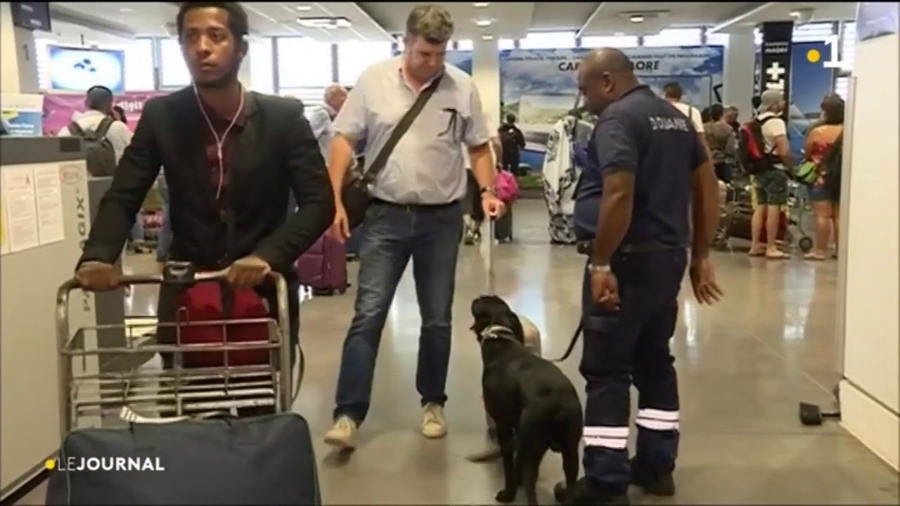 Un chien de détection à l'aéroport de Pamandzi