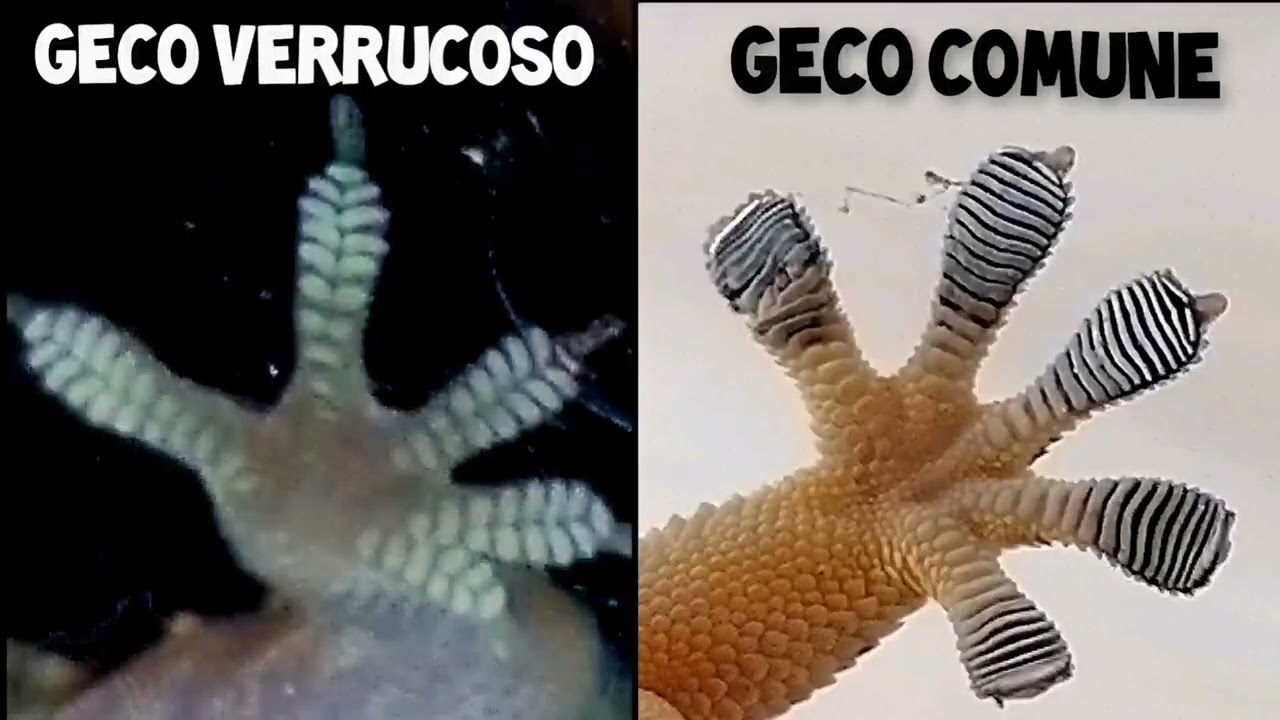Differenze tra Geco Comune e Geco verrucoso
