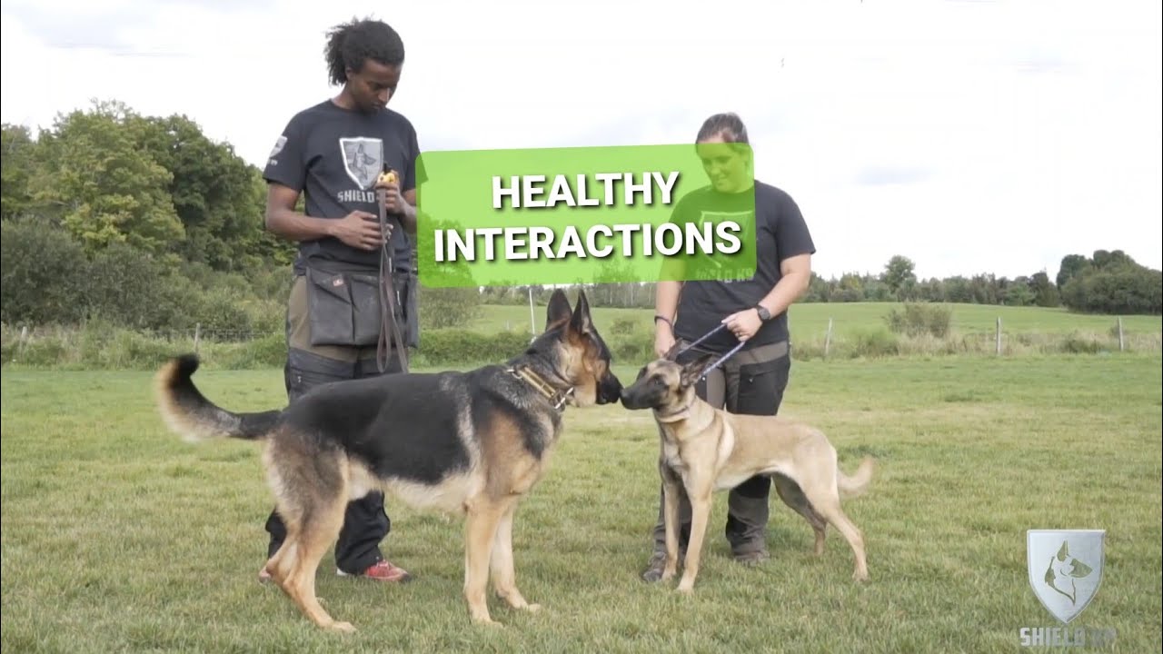 Как ваша собака должна ВСТРЕЧАТЬСЯ с другими собаками - Real Dog Training #12 #немецкиеовчарки #с...