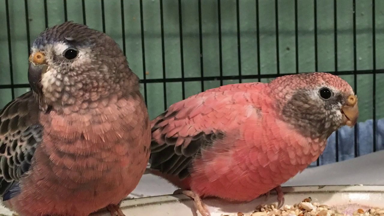 Pink Bourke’s Parakeet/ Parrot Singing