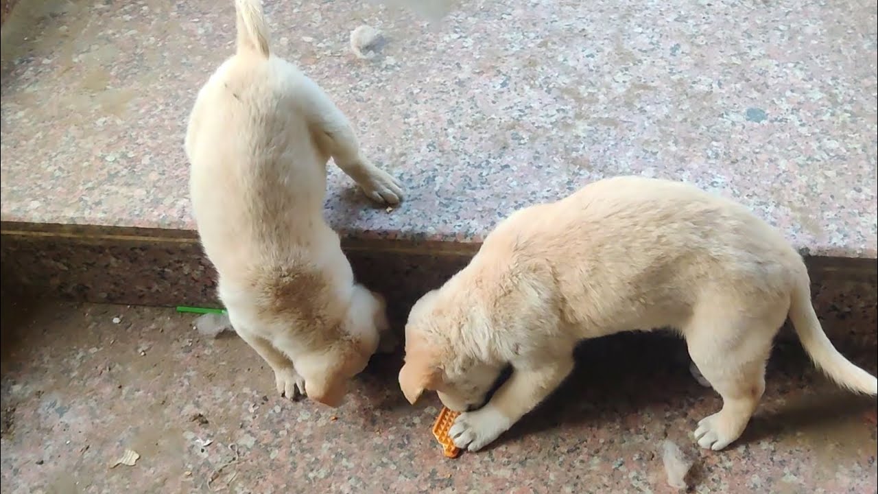 Cute Street Puppies Vlog 🐶 | Innocent Puppy Moments ❤️